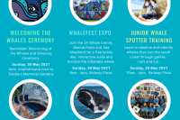 WHALE FESTIVAL 2021 POSTER